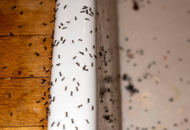 Best Residential Pest Control  in Traer, IA