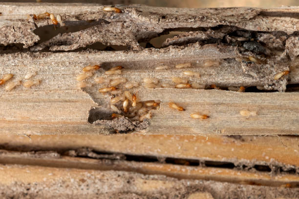 Best Flea Control Services  in Traer, IA