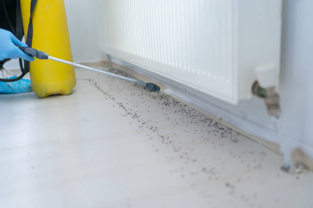 Wasp Removal Services in Traer, IA
