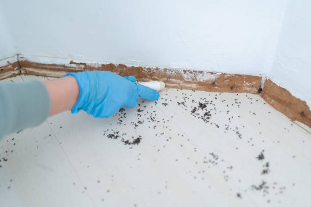 Best Wasp Removal Services  in Traer, IA